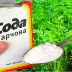 Пищевая сода — незаменимая помощница на огороде