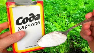 Пищевая сода — незаменимая помощница на огороде