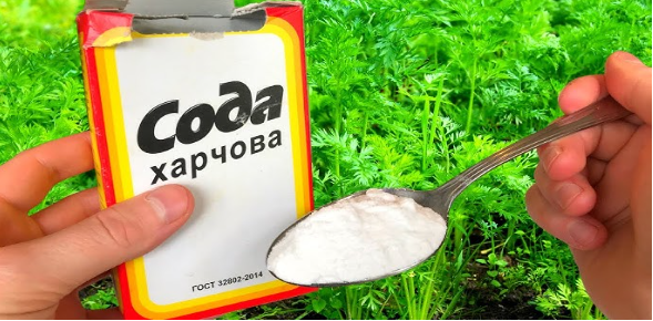 Пищевая сода — незаменимая помощница на огороде