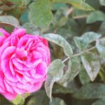 Мучнистая роса на розах: что делать, если куст поражён грибком 14 Мучнистая роса на розах: что делать, если куст поражён грибком