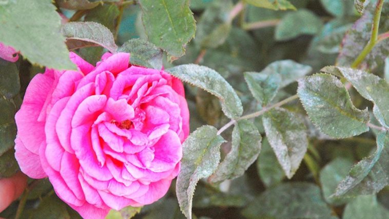 Мучнистая роса на розах: что делать, если куст поражён грибком