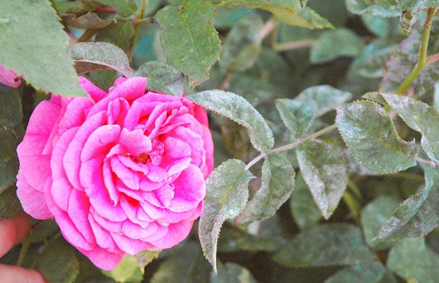 Мучнистая роса на розах: что делать, если куст поражён грибком