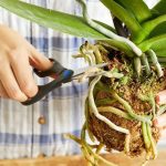 Пересадка орхидеи: ключевые правила для роста и пышного цветения