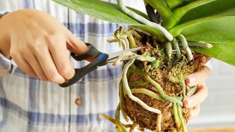 Пересадка орхидеи: ключевые правила для роста и пышного цветения