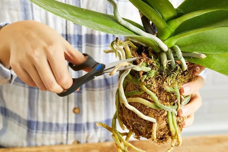 Пересадка орхидеи: ключевые правила для роста и пышного цветения