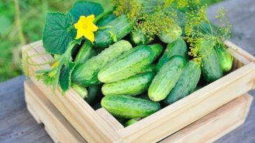 Каждый год поливаю огурцы луковой шелухой — листья остаются зелёными, а урожай бьёт рекорды!