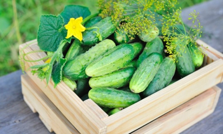 Каждый год поливаю огурцы луковой шелухой — листья остаются зелёными, а урожай бьёт рекорды!