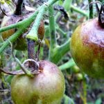 Надёжная защита томатов от фитофтороза — обычный кефир: доступно и эффективно 15 Надёжная защита томатов от фитофтороза — обычный кефир: доступно и эффективно