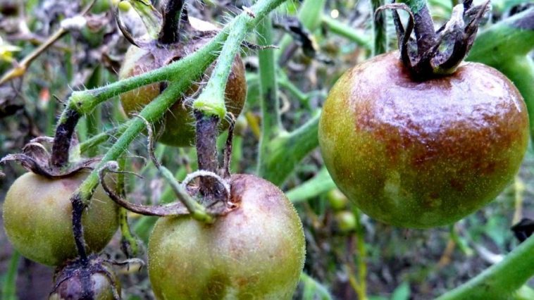 Надёжная защита томатов от фитофтороза — обычный кефир: доступно и эффективно