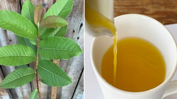 Лучший лечебный тоник: мощный напиток против отёков ног, диабета и плохого кровообращения