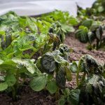 При какой температуре может замерзнуть картофель в почве: агрономы указали критическую отметку