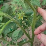 Когда удалять пасынки у помидоров: не ошибитесь, иначе останетесь без урожая