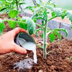 🌿 Удобрение, которое увеличит урожай томатов и перцев в 10 раз — проверенный раствор своими руками! 14 iii 4