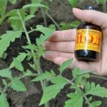 Йод, молоко и борная кислота: как опытные дачники подкармливают томаты без химии