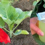 Что положить в лунку при посадке капусты, чтобы она выросла крупной и упругой 13 Что положить в лунку при посадке капусты, чтобы она выросла крупной и упругой