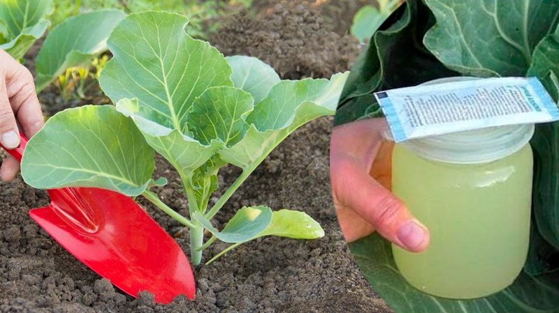 Что положить в лунку при посадке капусты, чтобы она выросла крупной и упругой