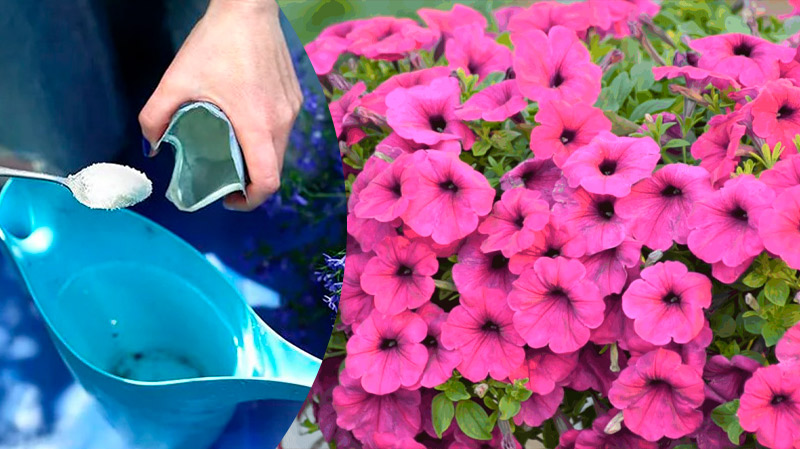 Уникальное удобрение для обильного цветения петуний, герани и других цветов до самой осени