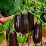 Примените этот летний приём — и баклажаны порадуют отличным урожаем! 14 Примените этот летний приём — и баклажаны порадуют отличным урожаем!