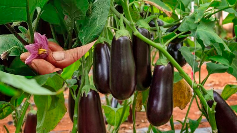 Примените этот летний приём — и баклажаны порадуют отличным урожаем!