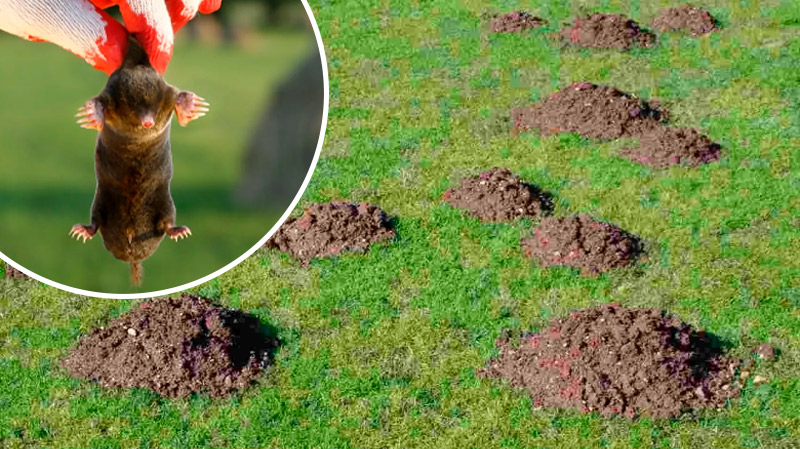 Как прогнать кротов с участка: эффективные и гуманные способы