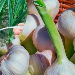 Посыпьте чесночные грядки этим порошком — головки вырастут крупными и сочными! 14 Посыпьте чесночные грядки этим порошком — головки вырастут крупными и сочными!