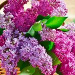 А вы знали, что сирень называют «цветами смерти»? Священник объясняет, стоит ли этому верить