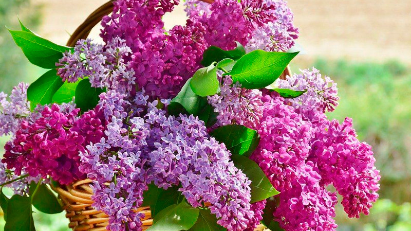 А вы знали, что сирень называют «цветами смерти»? Священник объясняет, стоит ли этому верить