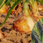 Почему у лука желтеют кончики перьев: возможно, не хватает важного микроэлемента