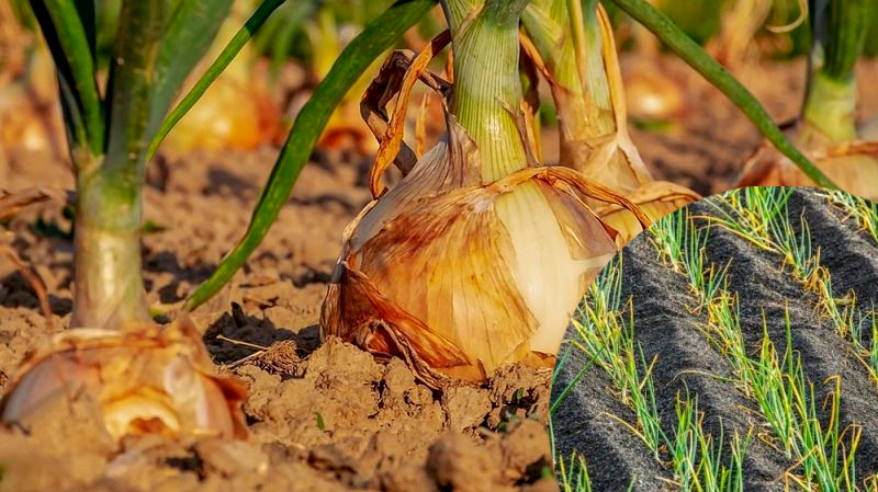 Почему у лука желтеют кончики перьев: возможно, не хватает важного микроэлемента