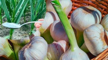 Посыпьте чесночные грядки этим порошком — головки вырастут крупными и сочными!