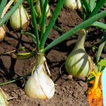 Белая подкормка для лука — подходит на любом этапе роста! 16 Белая подкормка для лука — подходит на любом этапе роста!