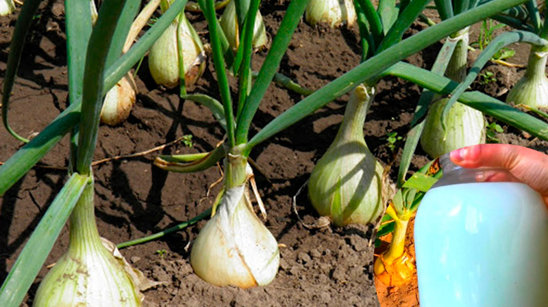 Белая подкормка для лука — подходит на любом этапе роста!