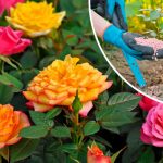 Эти 5 удобрений помогут розам пышно цвести всё лето 16 Эти 5 удобрений помогут розам пышно цвести всё лето