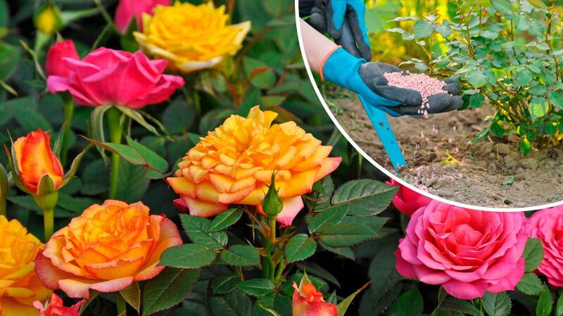 Эти 5 удобрений помогут розам пышно цвести всё лето
