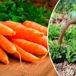 Морковь растёт как на дрожжах! Первое весеннее удобрение для сладких и крупных корнеплодов 18 Морковь растёт как на дрожжах! Первое весеннее удобрение для сладких и крупных корнеплодов