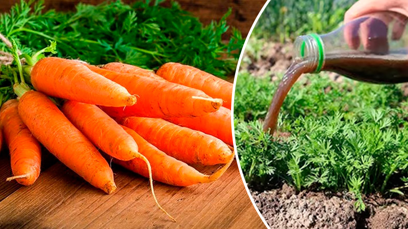 Морковь растёт как на дрожжах! Первое весеннее удобрение для сладких и крупных корнеплодов