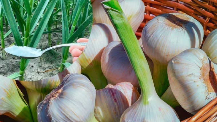 Посыпьте чесночные грядки этим порошком — головки вырастут крупными и сочными!