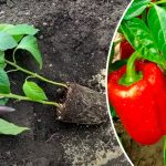 Лучший способ! Почему перец стоит сажать по два в одну лунку 17 Лучший способ! Почему перец стоит сажать по два в одну лунку