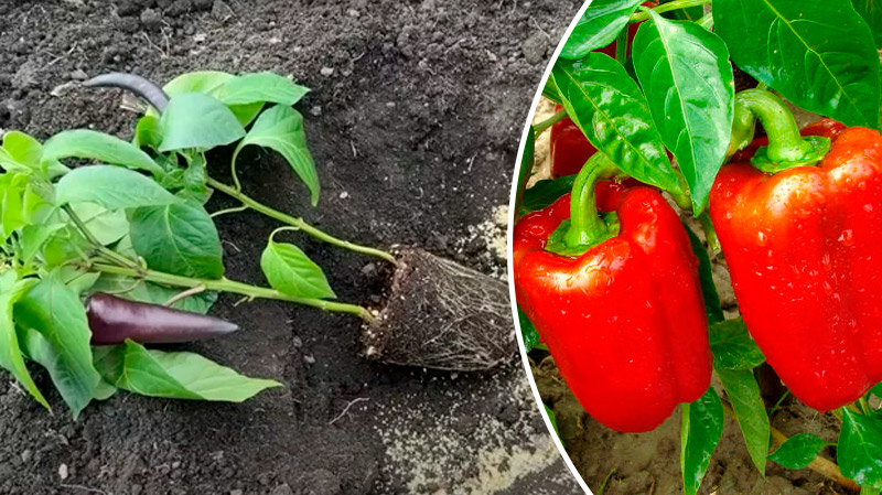 Лучший способ! Почему перец стоит сажать по два в одну лунку