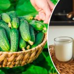 Дайте огурцам немного молока — и потом не будете знать, куда девать урожай! 17 Дайте огурцам немного молока — и потом не будете знать, куда девать урожай!