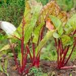 🌱 Первая подкормка свеклы: какое удобрение даст крупный и сладкий корнеплод 16 krug 10