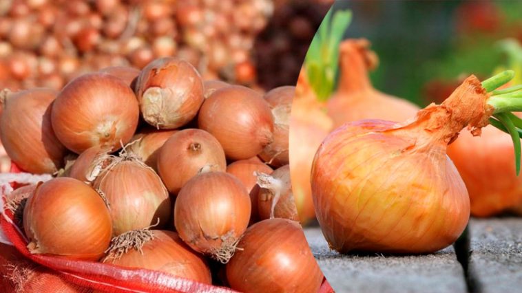 Что делать, если лук начал гнить во время хранения: советы для хозяек