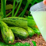 Подкормите кабачки этим составом — урожай будет таким, что девать некуда! 14 Подкормите кабачки этим составом — урожай будет таким, что девать некуда!