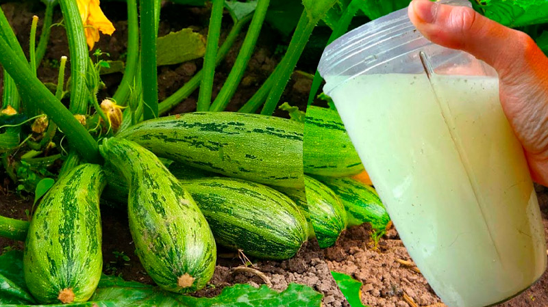 Подкормите кабачки этим составом — урожай будет таким, что девать некуда!
