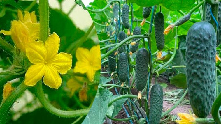 Огурчик на огурчике: как избавиться от пустоцветов и сохранить завязи