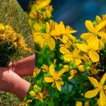 Лечебные свойства зверобоя: природная аптека на вашем подоконнике