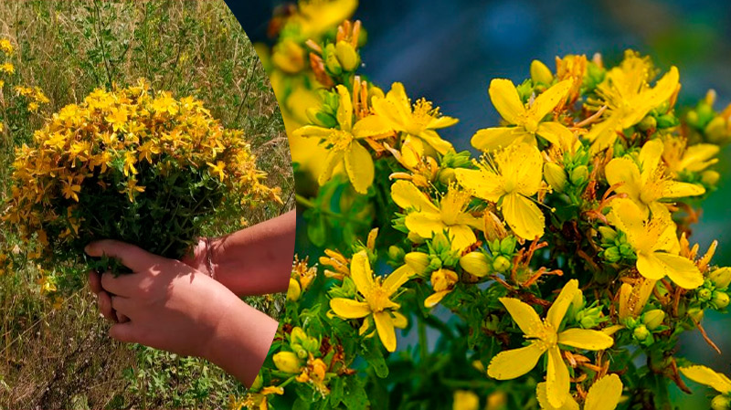 Лечебные свойства зверобоя: природная аптека на вашем подоконнике