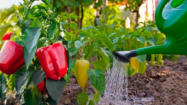 Мой урожай перца — на зависть соседям! Всё благодаря одному волшебному раствору