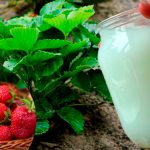 После весенних заморозков дайте это клубнике и другим культурам — растения оживут на глазах