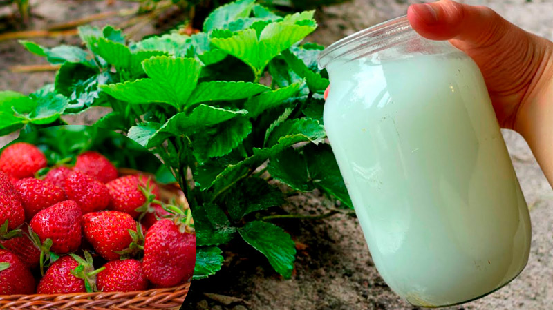 После весенних заморозков дайте это клубнике и другим культурам — растения оживут на глазах